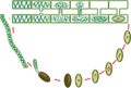 Life Cycle and lateral conjugation of Spirogyra charophyte green algae